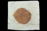 Fossil Leaf (Davidia) - Montana #101964-1
